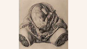 Illustration depicting the lower section of a pregnant human body, providing an impression of its internal organs