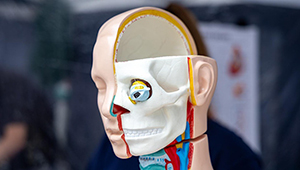Model of a human head, cutaway on one side to show the skull and internal organs, and blood vessels