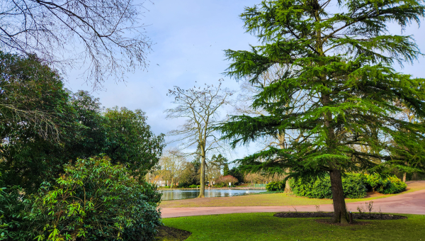 A park with green areas, various different trees, a walking path and a lake