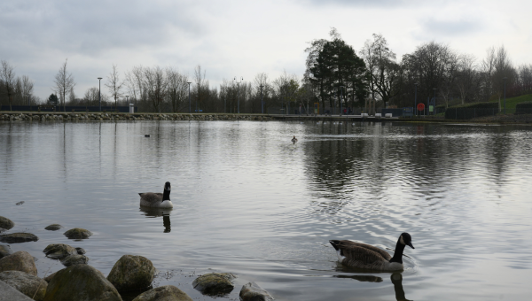 A small group of geese swimming towards the stony bank of a large pond