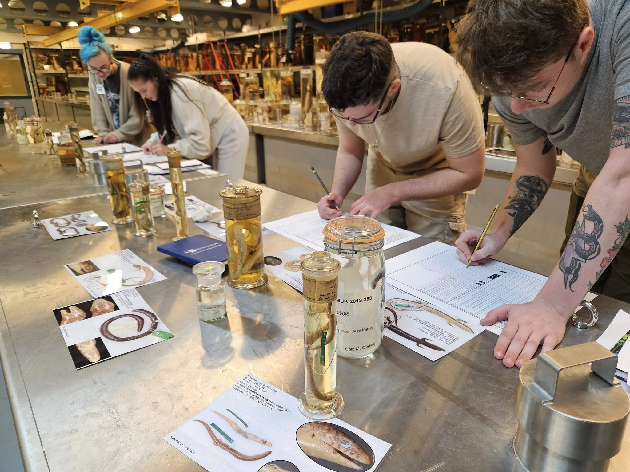 students in animal lab looking at snake specimens and observing and taking notes.