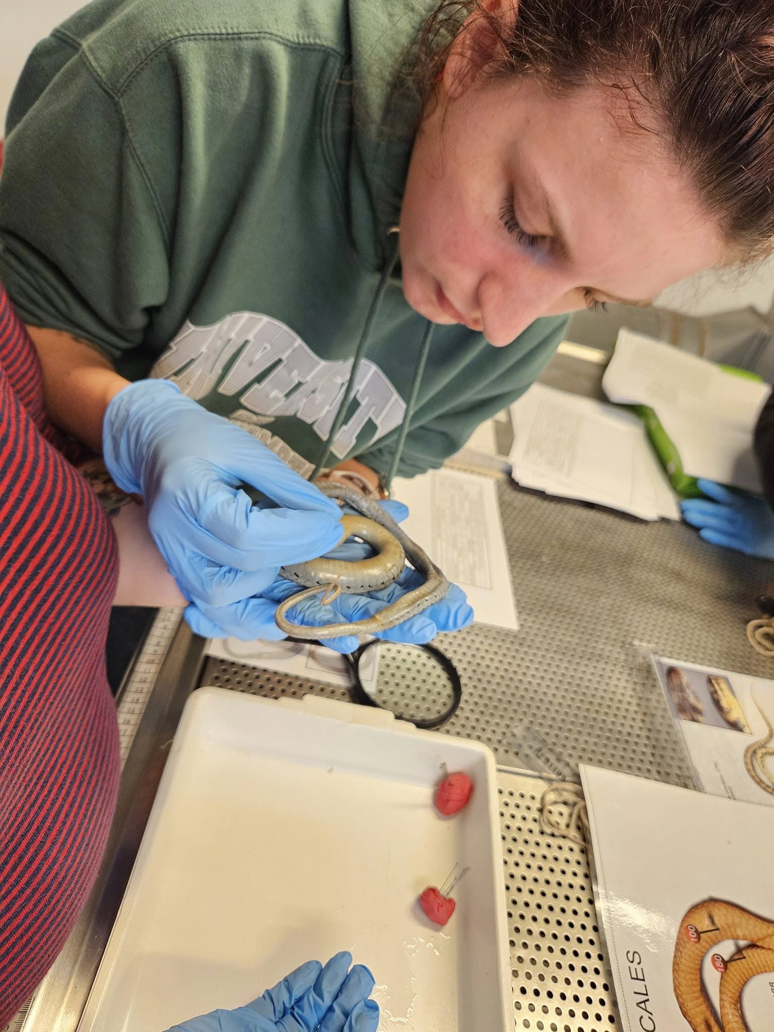 student wearing blue gloves is holding a specimen of a snake.