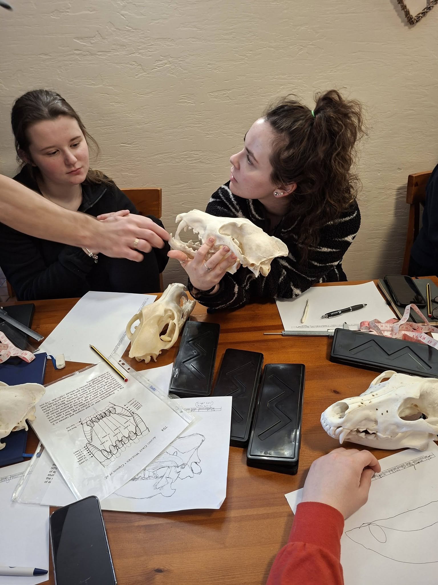 Student investigating Wolf Skull