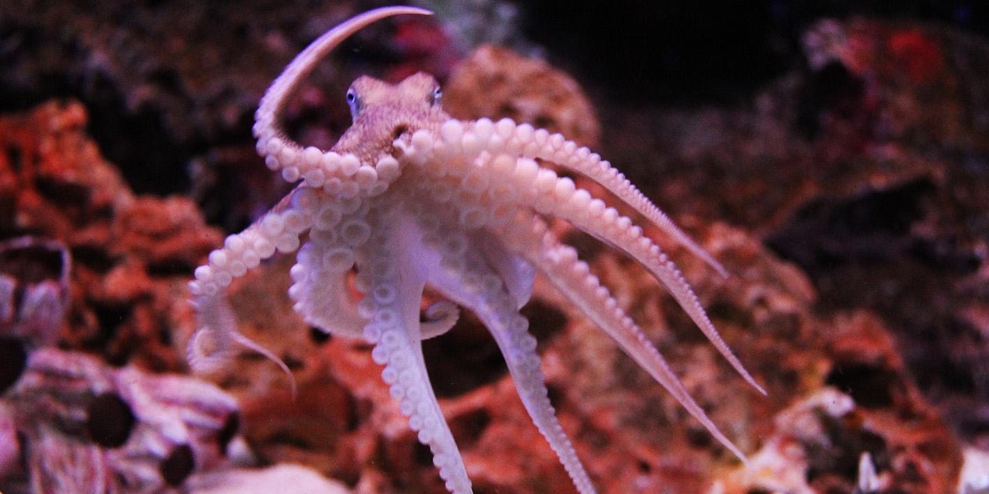 An octopus swimming at the bottom of the ocean