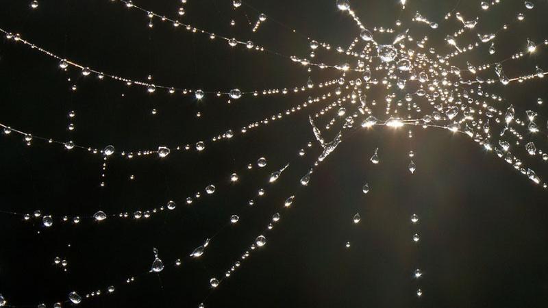 A spider's web with droplets of water hanging from it.