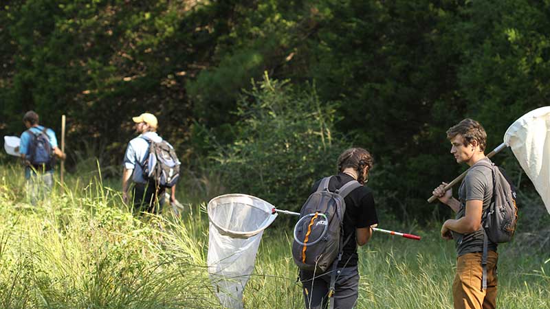 a group of people in a field with butterfly nets
