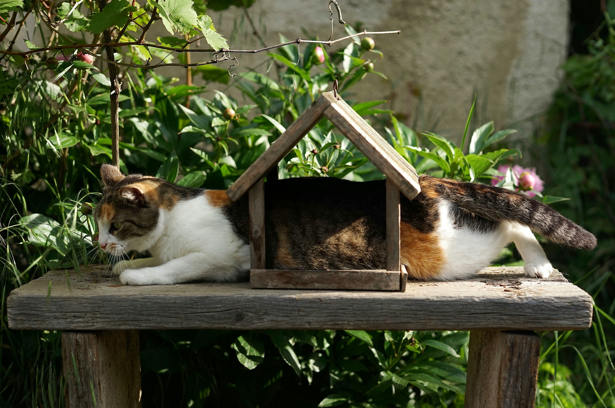 A cat crawling through a birdhouse