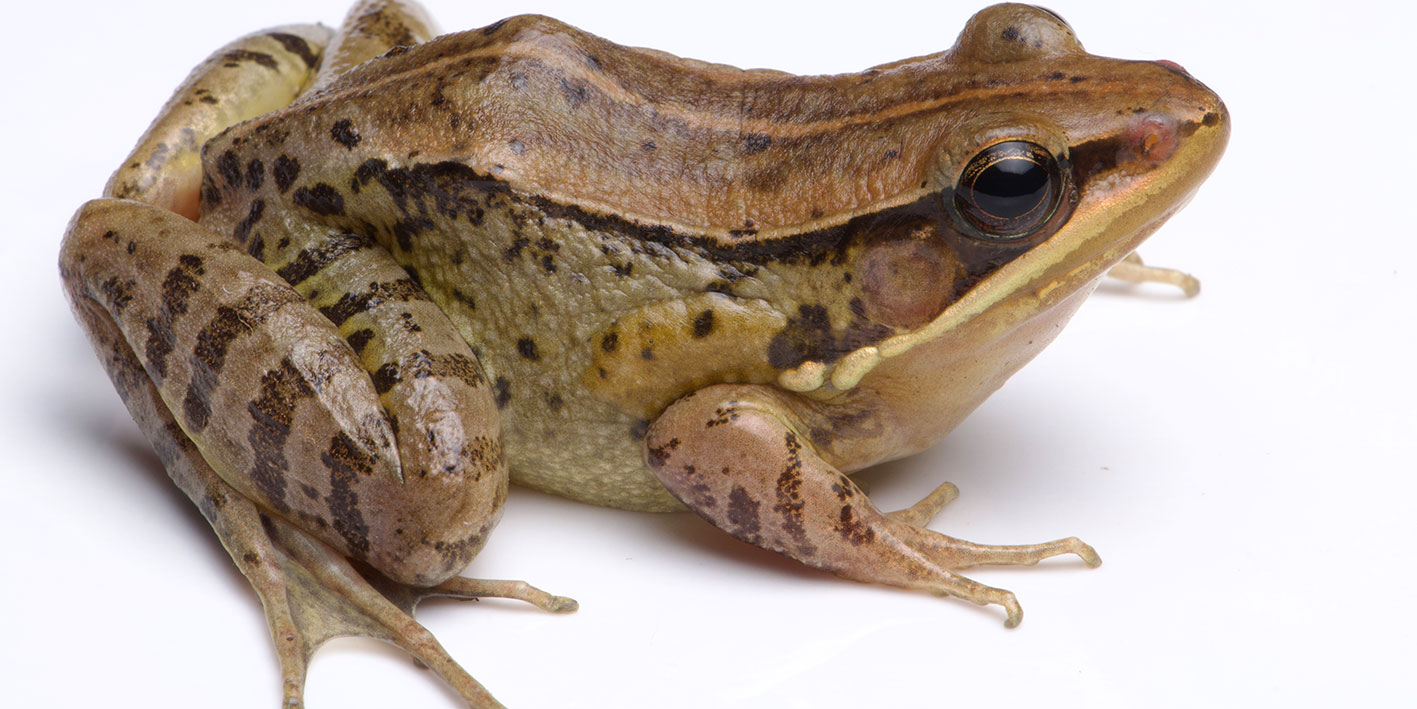 Picture of a news species of Music Frog found in India