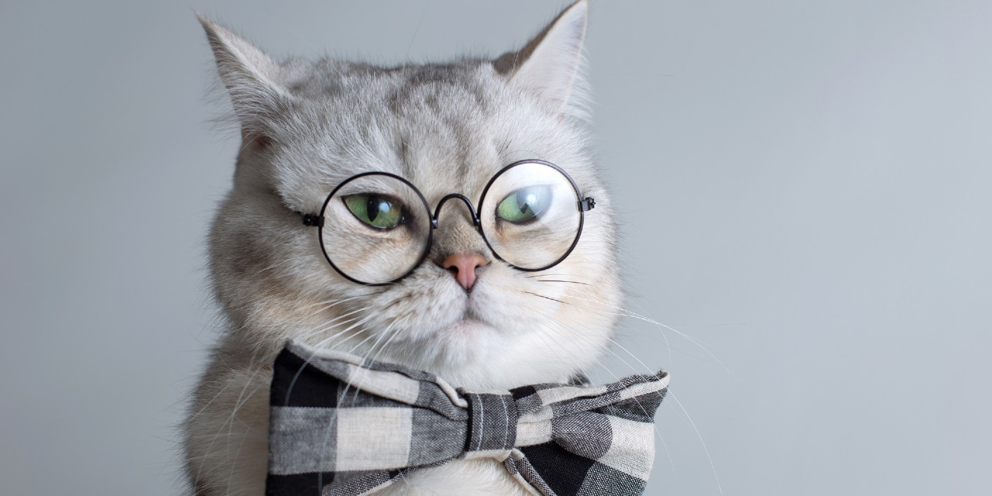 CATs_blog