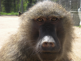 Female baboons use odour to manipulate male behaviour and advertise fertility to mates
