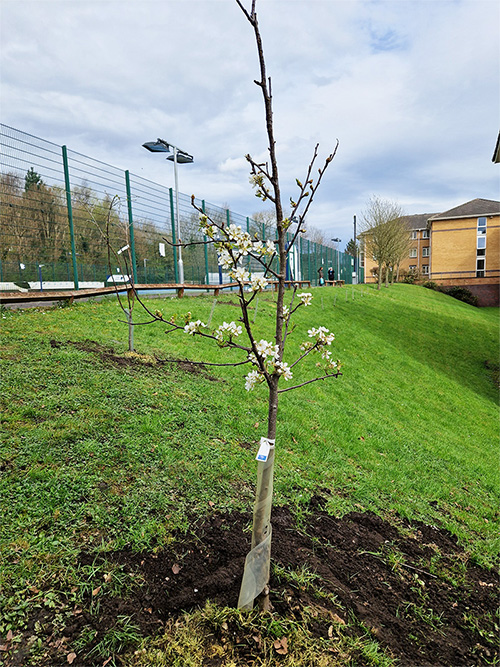 Cherry tree planted at Walsall Campus by Early Years students