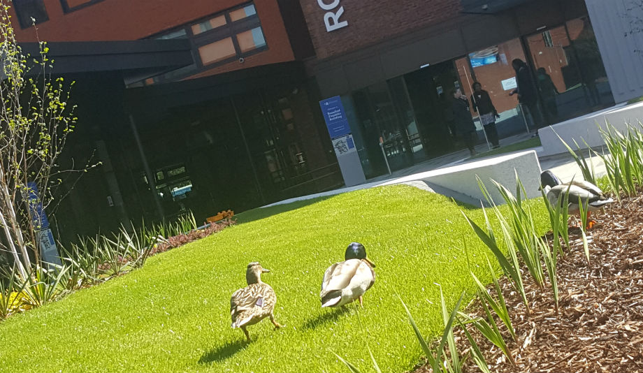 Ducks on campus