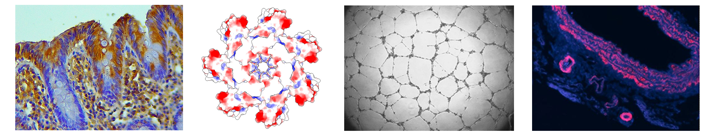 Images representing Molecular and Clinical Medicine research