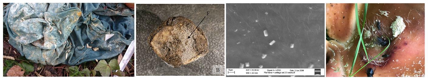 Forensic science images