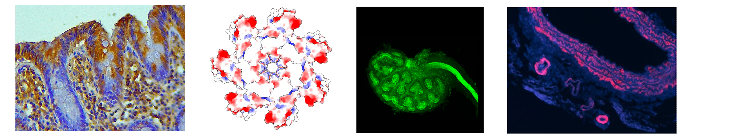 Images illustrating research in molecular and clinical medicine