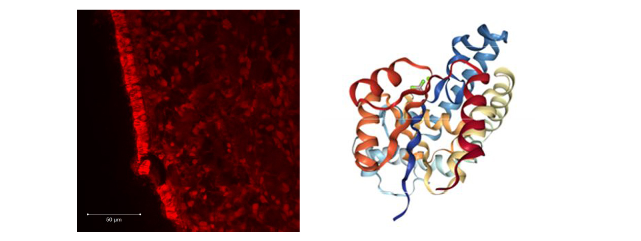 Image illustrating pharmacology and pharmaceutics research