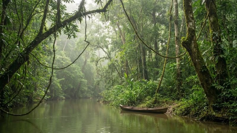 Amazon Rainforest